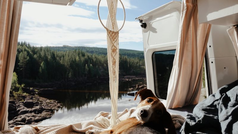 Vanlife mit Hund // Was gibt es zu beachten?