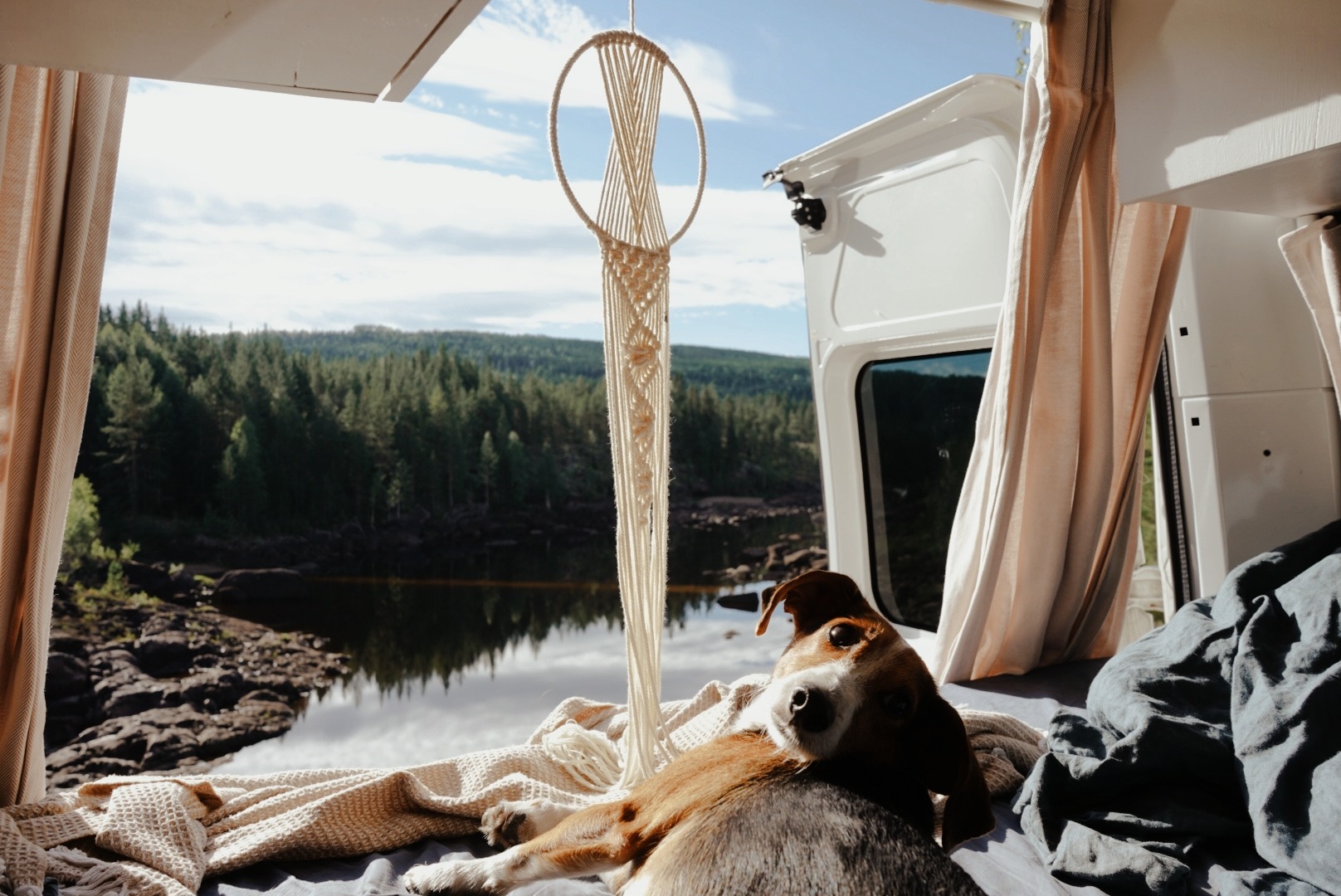 Vanlife mit Hund // Was gibt es zu beachten?